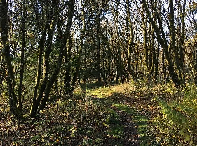 Gute Zeit Hahnenklee Appartamento *